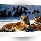 Tiger Lounging Siberian Pair A1 Xlarge Canvas