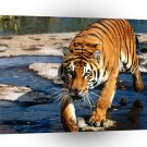 Tiger Prowler Bengal A1 Xlarge Canvas