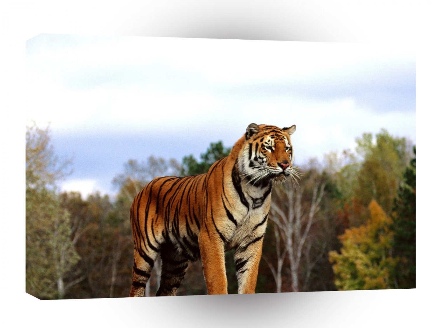 Tiger Regal Bengal A1 Xlarge Canvas