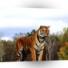 Tiger Regal Bengal A1 Xlarge Canvas