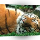 Tiger Sleepy Siberian A1 Xlarge Canvas