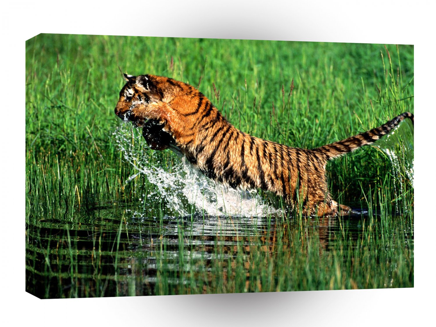 Tiger Splash Bengal A1 Xlarge Canvas