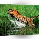 Tiger Splash Bengal A1 Xlarge Canvas
