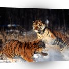 Tiger Standing Ground A1 Xlarge Canvas
