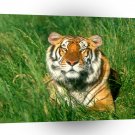 Tiger Sunbather Bengal A1 Xlarge Canvas
