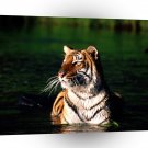 Tiger Taking A Dip Bengal A1 Xlarge Canvas