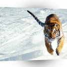 Tiger The Siege Siberian A1 Xlarge Canvas