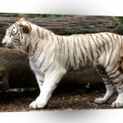 Tiger White Bengal A1 Xlarge Canvas