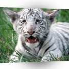 Tiger White Bengal Cub A1 Xlarge Canvas