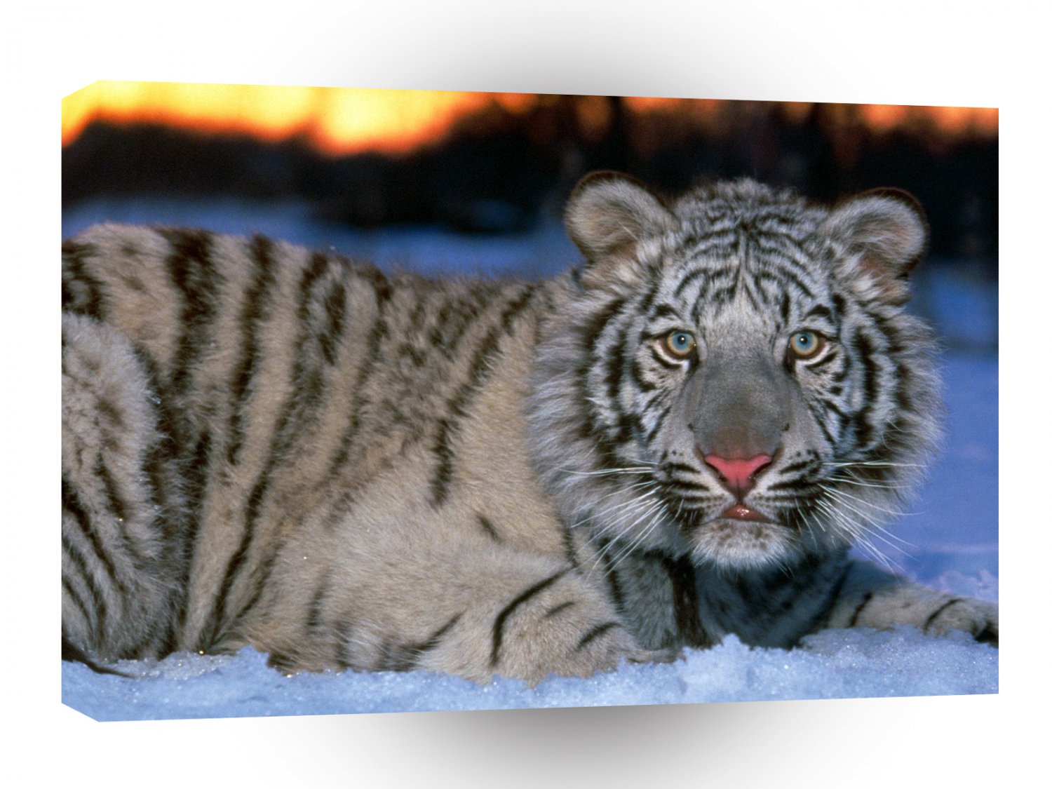 Tiger White Cub A1 Xlarge Canvas