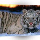 Tiger White Cub A1 Xlarge Canvas