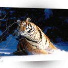 Tiger Wintery Scuddle Siberian A1 Xlarge Canvas