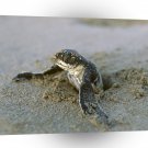 Turtle First Break Costa Rica A1 Xlarge Canvas