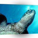 Turtle Green Sea Hawaii A1 Xlarge Canvas