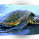 Turtle Hawaiian Sea A1 Xlarge Canvas