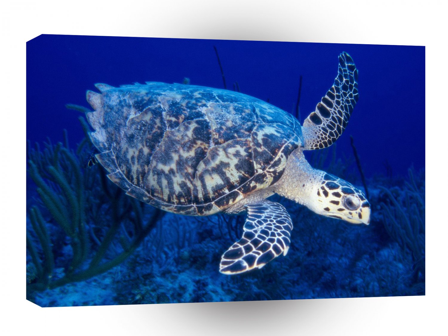 Turtle Hawksbill A1 Xlarge Canvas