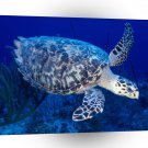 Turtle Hawksbill A1 Xlarge Canvas