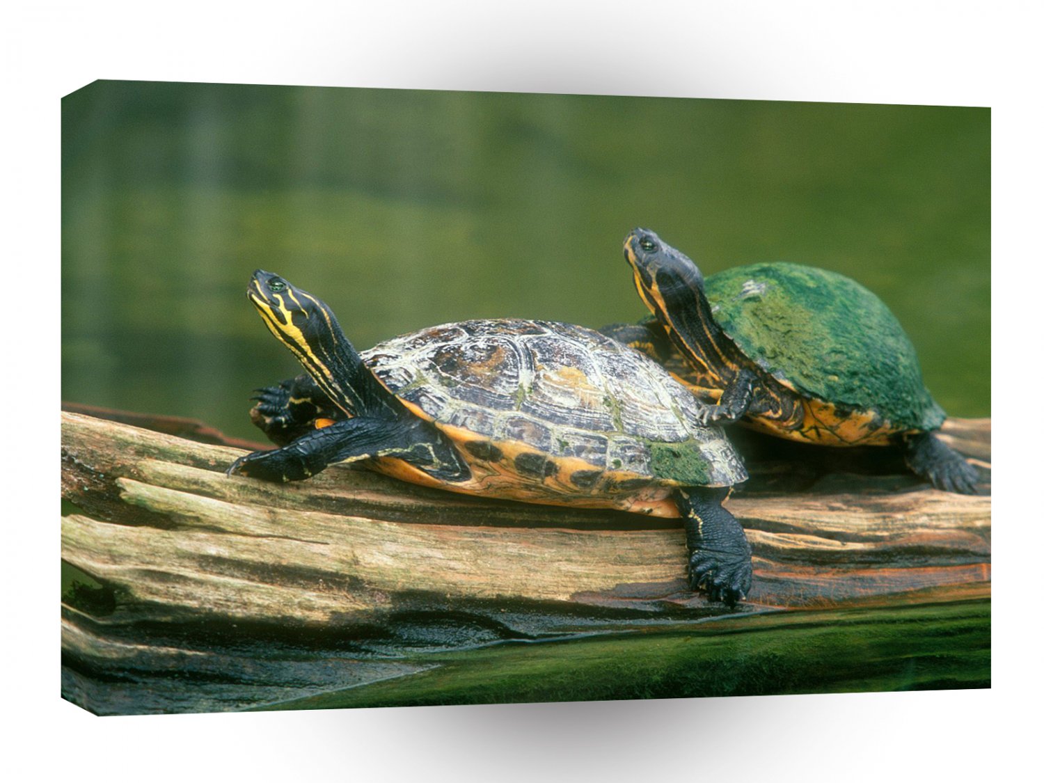 Turtle Log Jumping Peninsula Cooter A1 Xlarge Canvas