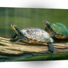 Turtle Log Jumping Peninsula Cooter A1 Xlarge Canvas