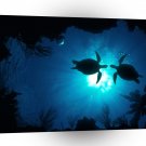 Turtle Oceanic Tranquility Water A1 Xlarge Canvas