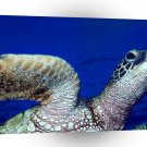 Turtle Shell Games Kona Hawaii A1 Xlarge Canvas