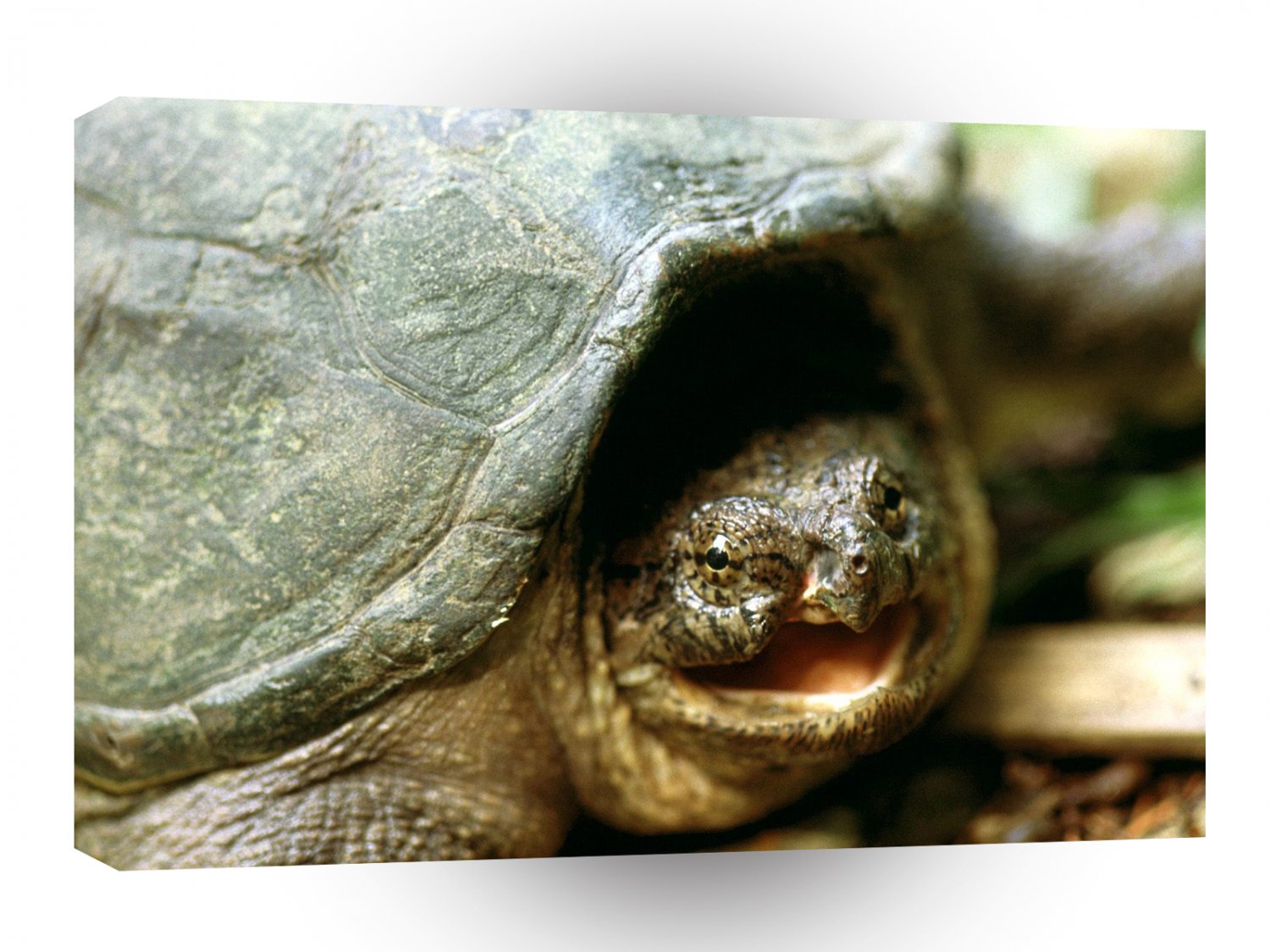 Turtle Snapping Franklin Tennessee A1 Xlarge Canvas