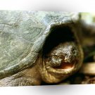 Turtle Snapping Franklin Tennessee A1 Xlarge Canvas
