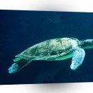 Turtle Steady Momentum Green Sea A1 Xlarge Canvas