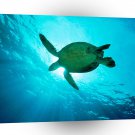 Turtle Swimming Sunbeams Sea A1 Xlarge Canvas
