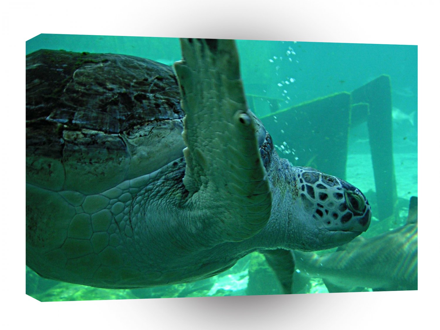 Turtle Underwater Flying A1 Xlarge Canvas