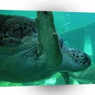 Turtle Underwater Flying A1 Xlarge Canvas