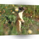Weasel Spots Opportunity A1 Xlarge Canvas