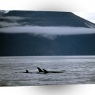 Whale A Family Of Orca A1 Xlarge Canvas