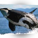 Whale Airbourne Orca A1 Xlarge Canvas