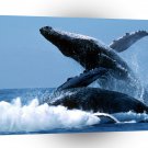 Whale Big Thrills Kona Hawaii A1 Xlarge Canvas