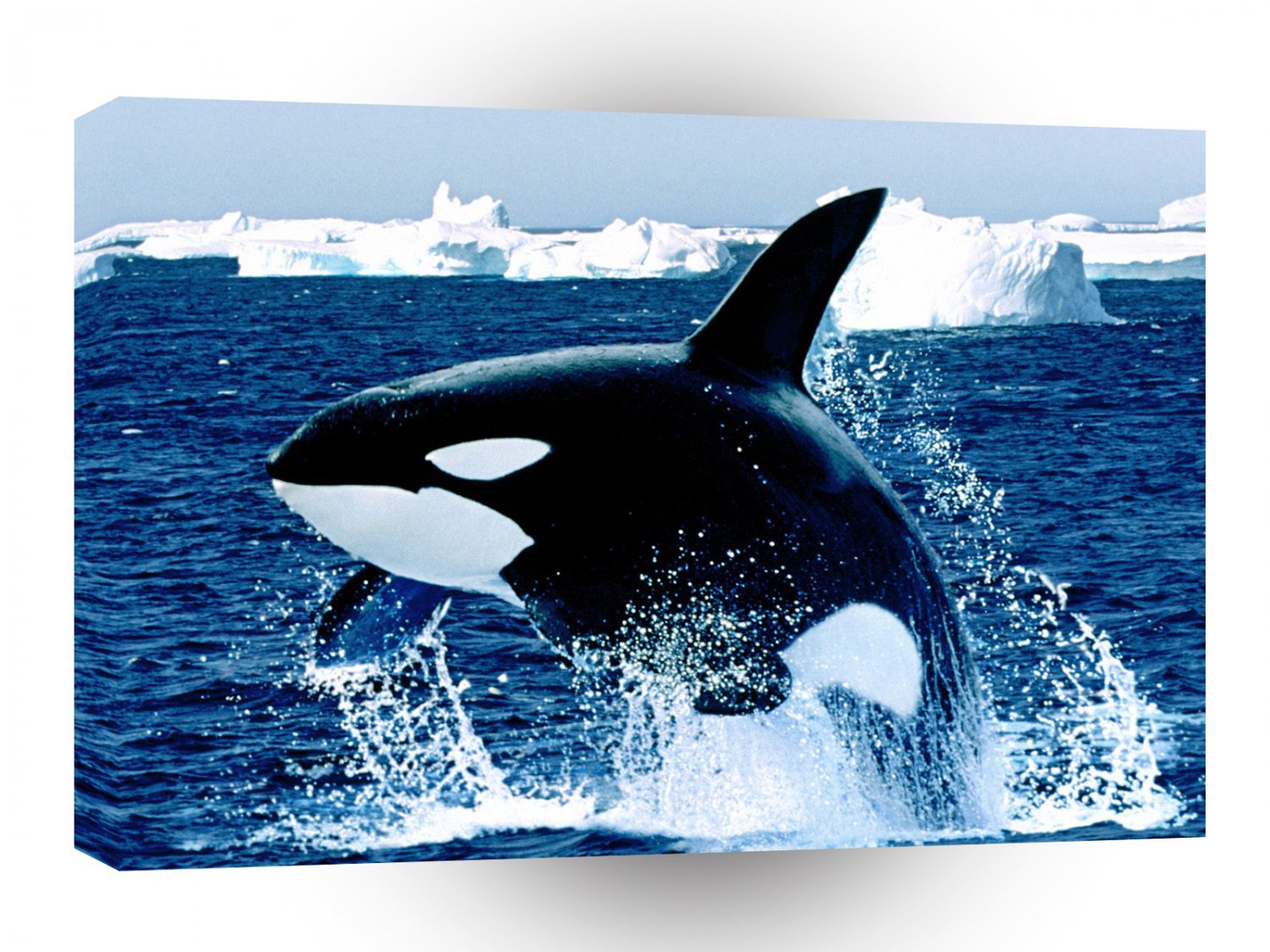 Whale Emerging Killer A1 Xlarge Canvas