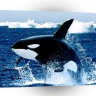 Whale Emerging Killer A1 Xlarge Canvas