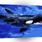 Whale Feed Me Killer A1 Xlarge Canvas