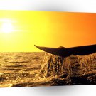 Whale Heading North California A1 Xlarge Canvas