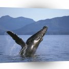 Whale Humpback Alaska Jump A1 Xlarge Canvas