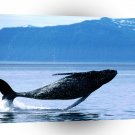 Whale Jump Ocean A1 Xlarge Canvas