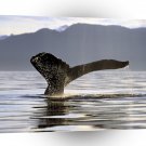 Whale Of A Tail A1 Xlarge Canvas