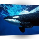 Whale Orca Underwater A1 Xlarge Canvas