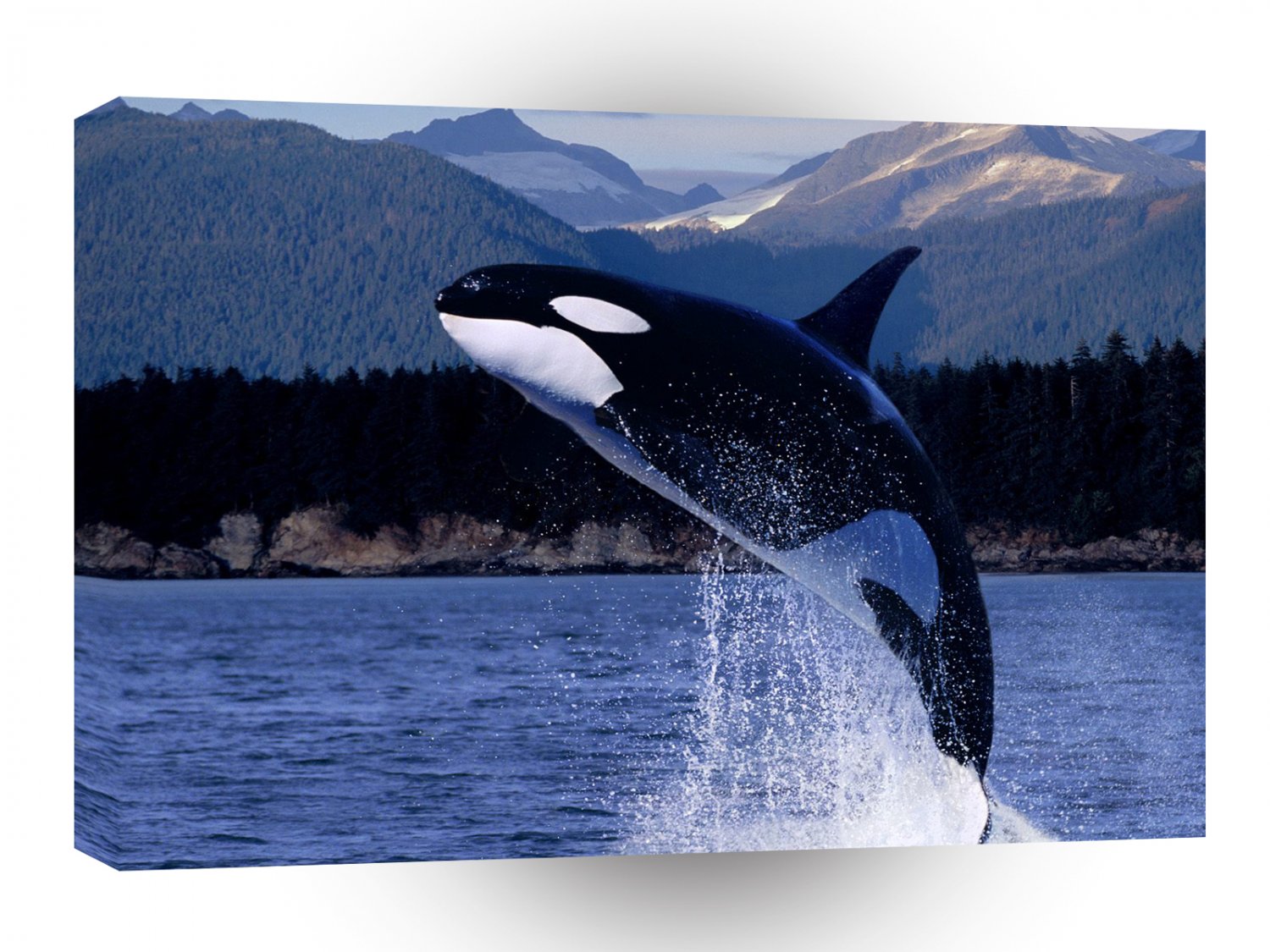 Whale Soaring Higher A1 Xlarge Canvas