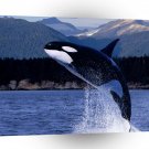 Whale Soaring Higher A1 Xlarge Canvas