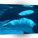 Whale Submerged Killer A1 Xlarge Canvas