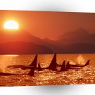 Whale Sunset Coast A1 Xlarge Canvas