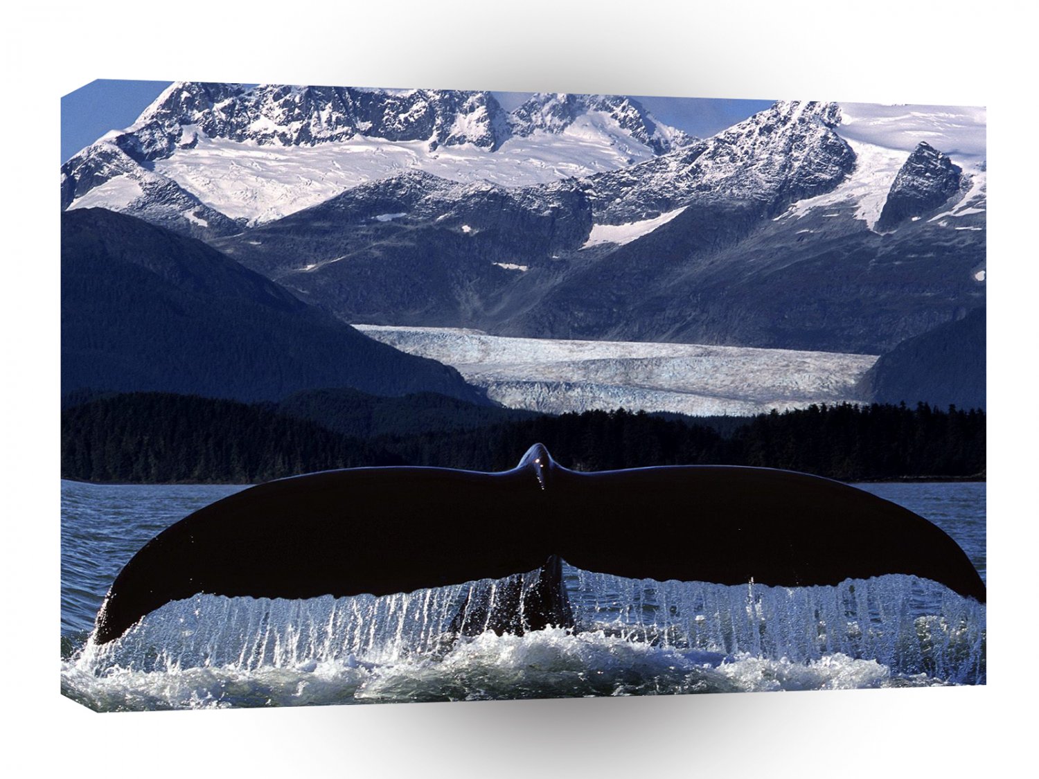 Whale Tail Glide A1 Xlarge Canvas