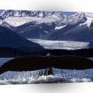 Whale Tail Glide A1 Xlarge Canvas
