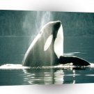 Whale Taking A Breath A1 Xlarge Canvas
